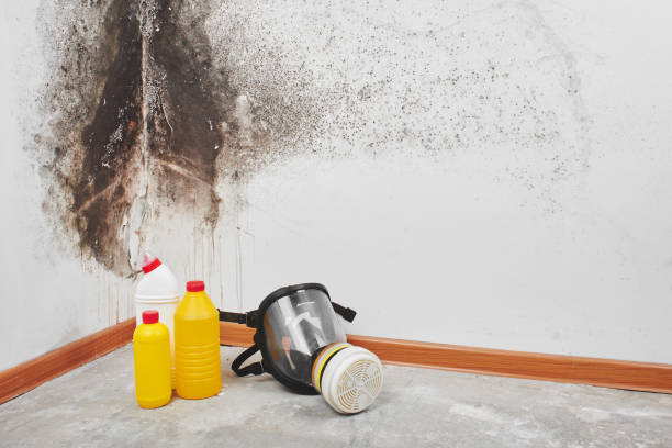 Professional Mold Removal in Menominee, MI