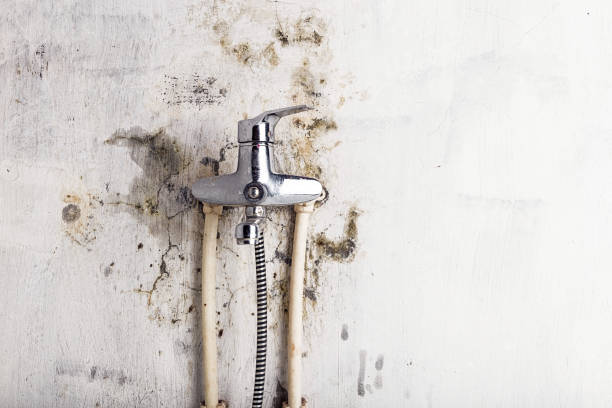 Office Mold Removal Services in Menominee, MI