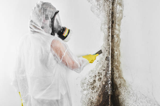 Best Local Mold Removal Service  in Menonee, MI