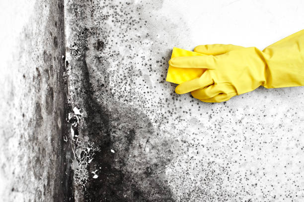 Best Mold Testing  in Menonee, MI
