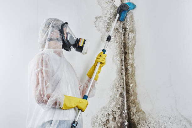 Best Mold Remediation  in Menonee, MI