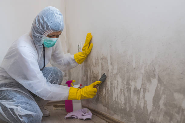 Best Fast Mold Removal  in Menonee, MI