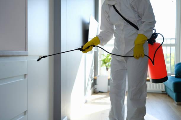 Best Home Mold Removal  in Menonee, MI