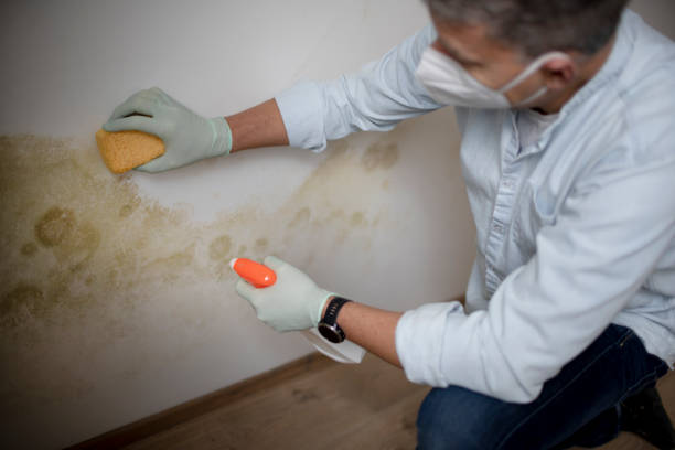 Best Certified Mold Removal  in Menonee, MI