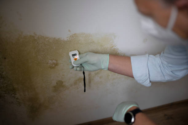 Best Affordable Mold Removal  in Menonee, MI