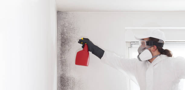 Best Office Mold Removal Services  in Menonee, MI