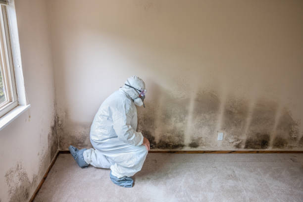 Best Mold Damage Repair  in Menonee, MI