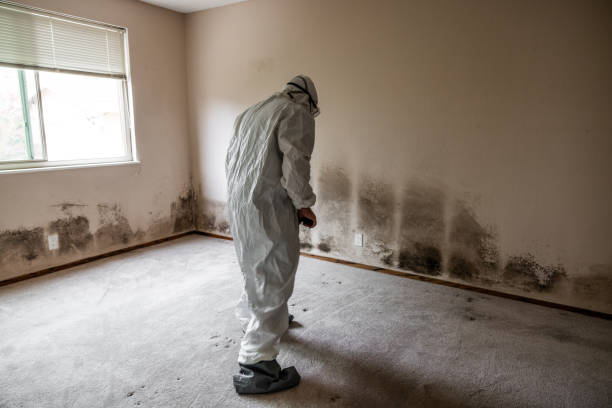 Best Professional Mold Removal  in Menonee, MI